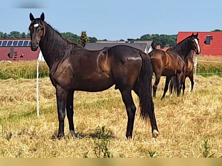 Sportivo Tedesco / Sportivo della Germania Castrone 4 Anni 174 cm Baio scuro in Münzenberg