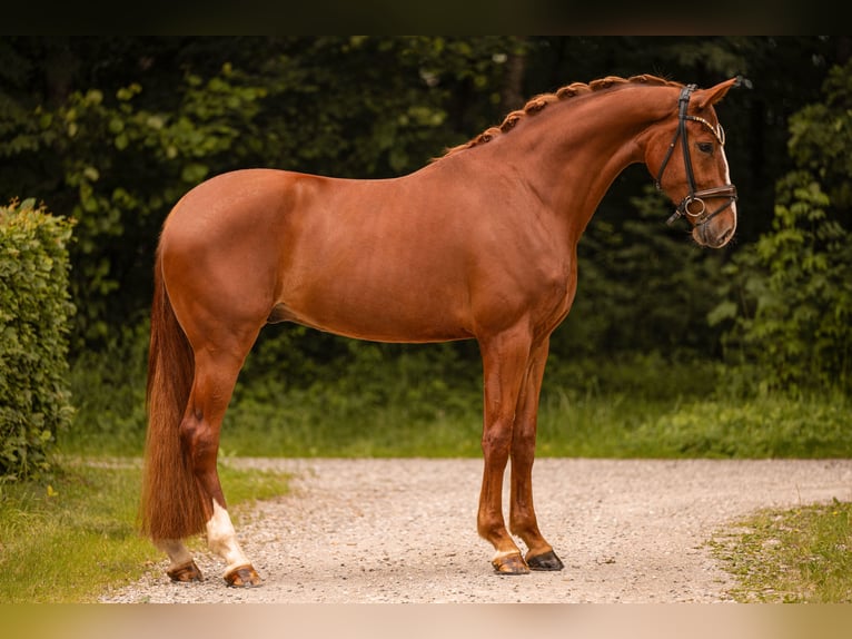 Sportivo Tedesco / Sportivo della Germania Castrone 4 Anni 174 cm Sauro in Wehringen