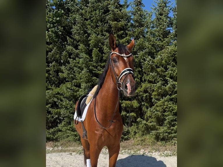 Sportivo Tedesco / Sportivo della Germania Castrone 4 Anni 175 cm Baio in Drackenstein