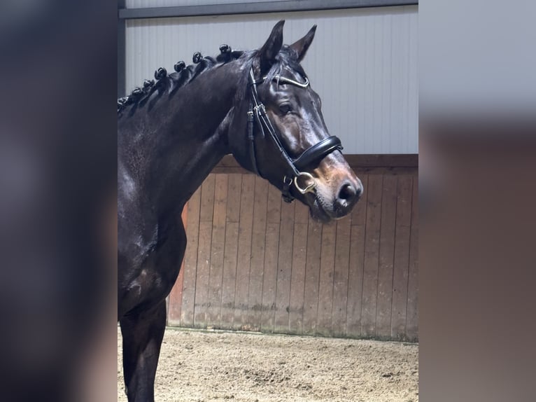 Sportivo Tedesco / Sportivo della Germania Castrone 4 Anni 175 cm Baio nero in Groitzsch