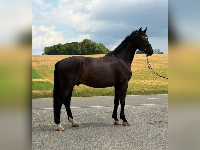 Sportivo Tedesco / Sportivo della Germania Castrone 4 Anni 175 cm Morello in Drackenstein