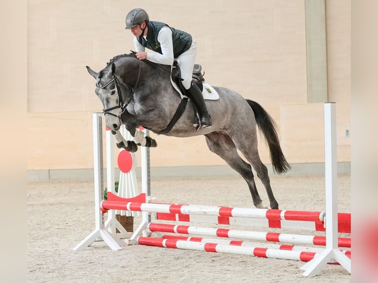 Sportivo Tedesco / Sportivo della Germania Castrone 4 Anni 176 cm Grigio in Moritzburg