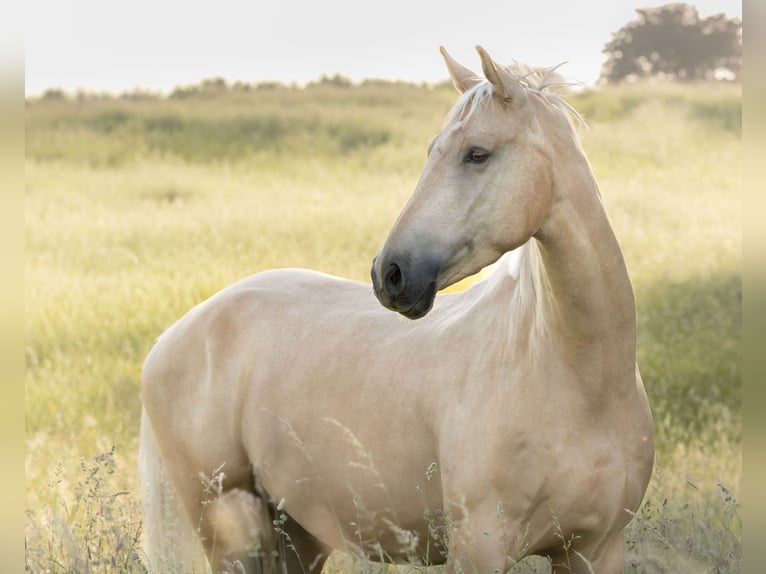 Sportivo Tedesco / Sportivo della Germania Castrone 4 Anni 177 cm Palomino in Aichtal