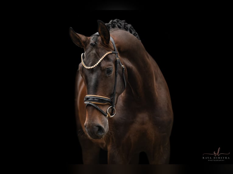 Sportivo Tedesco / Sportivo della Germania Castrone 4 Anni 180 cm Baio in Wehringen
