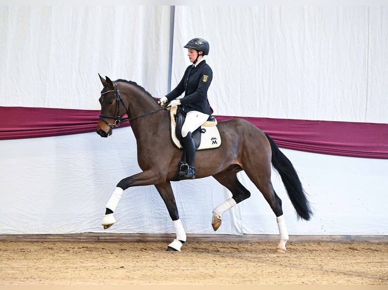 Sportivo Tedesco / Sportivo della Germania Castrone 4 Anni Baio in Gomadingen