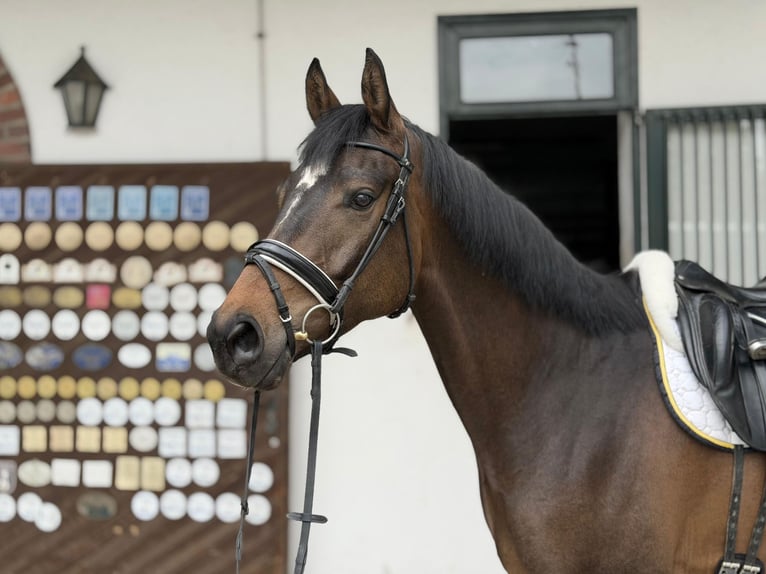 Sportivo Tedesco / Sportivo della Germania Castrone 4 Anni Baio in Rottenburg an der Laaber