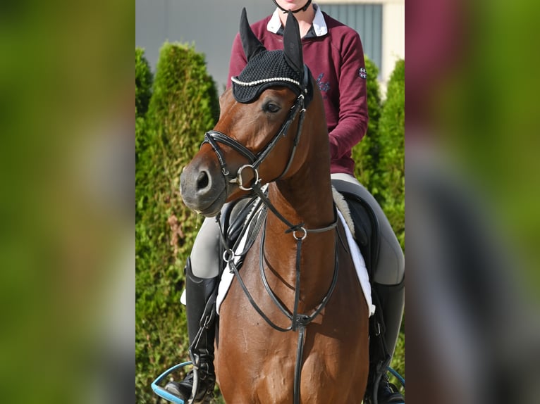 Sportivo Tedesco / Sportivo della Germania Castrone 4 Anni Baio in Gomadingen