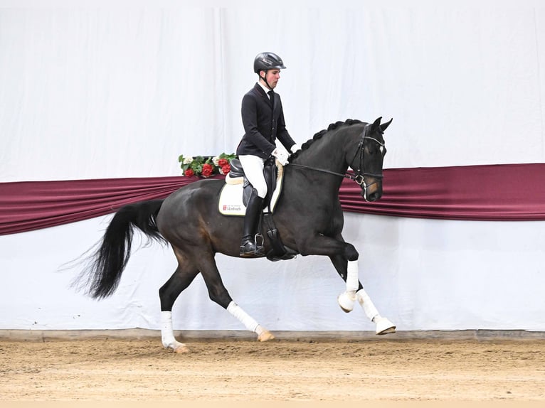 Sportivo Tedesco / Sportivo della Germania Castrone 4 Anni Baio nero in Gomadingen