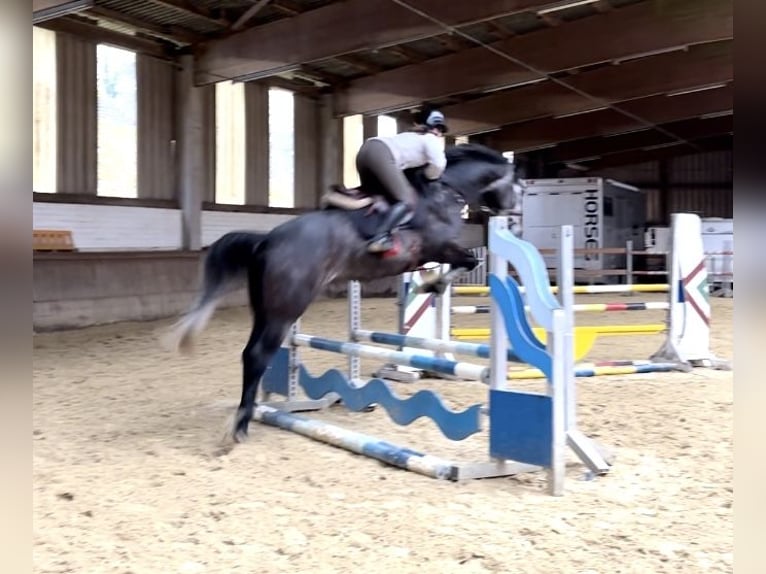 Sportivo Tedesco / Sportivo della Germania Castrone 4 Anni in Murg