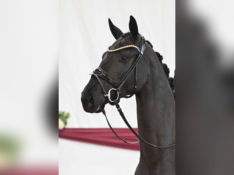 Sportivo Tedesco / Sportivo della Germania Castrone 4 Anni Morello in Gomadingen