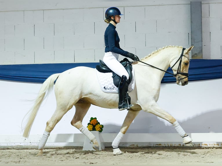 Sportivo Tedesco / Sportivo della Germania Castrone 5 Anni 158 cm Palomino in Marsberg