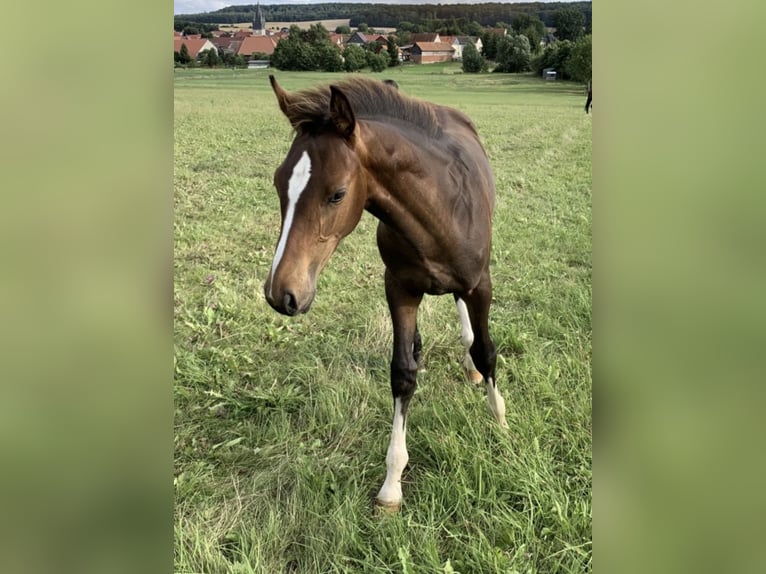 Sportivo Tedesco / Sportivo della Germania Castrone 5 Anni 160 cm Baio in Bestensee