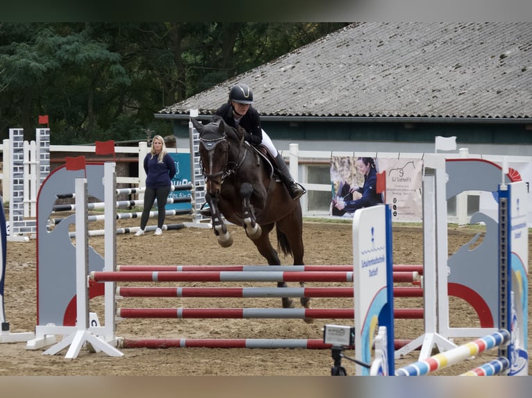 Sportivo Tedesco / Sportivo della Germania Castrone 5 Anni 160 cm Baio in Bestensee