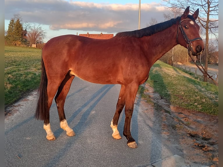Sportivo Tedesco / Sportivo della Germania Castrone 5 Anni 160 cm Baio in Reichenbach