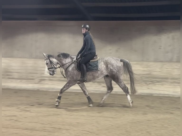 Sportivo Tedesco / Sportivo della Germania Castrone 5 Anni 160 cm Grigio pezzato in Pelmberg