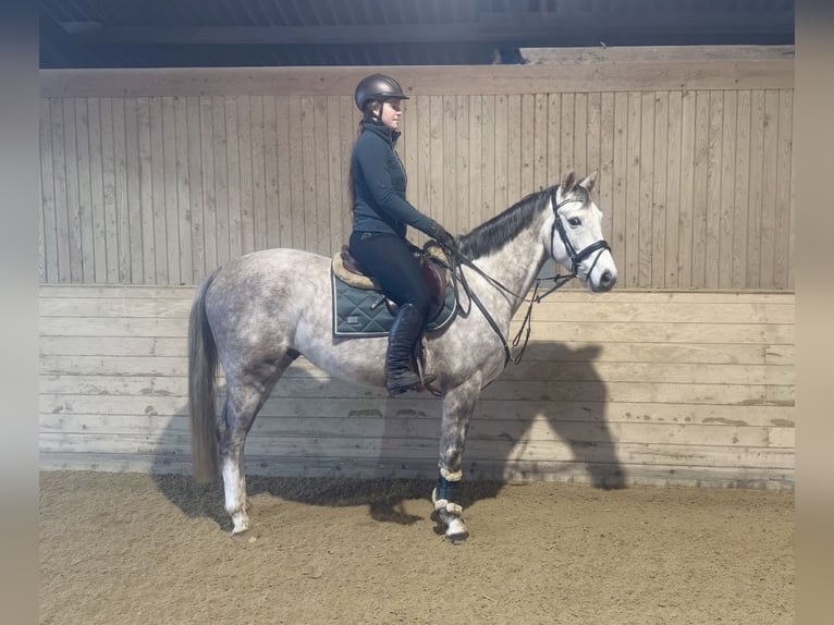 Sportivo Tedesco / Sportivo della Germania Castrone 5 Anni 160 cm Grigio pezzato in Pelmberg