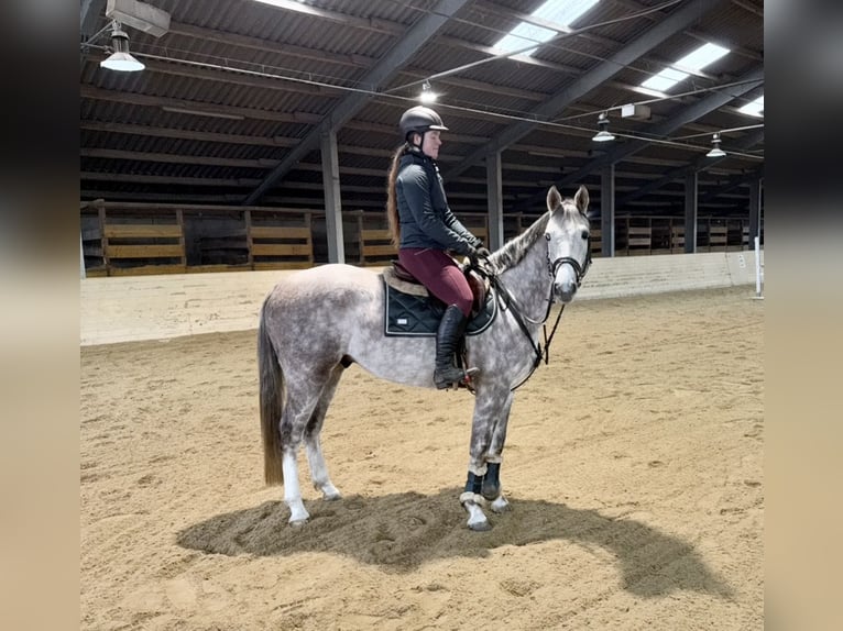 Sportivo Tedesco / Sportivo della Germania Castrone 5 Anni 160 cm Grigio pezzato in Pelmberg