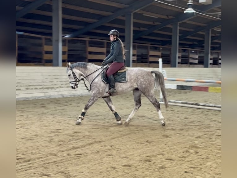 Sportivo Tedesco / Sportivo della Germania Castrone 5 Anni 160 cm Grigio pezzato in Pelmberg