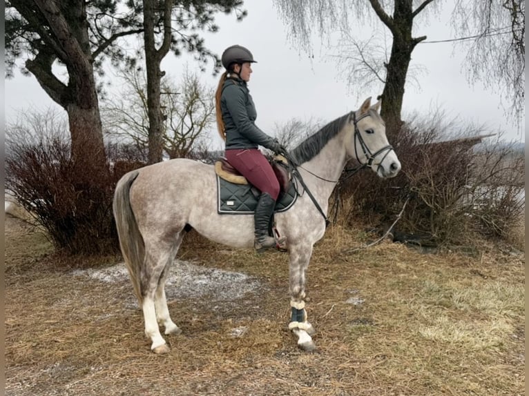 Sportivo Tedesco / Sportivo della Germania Castrone 5 Anni 160 cm Grigio pezzato in Pelmberg