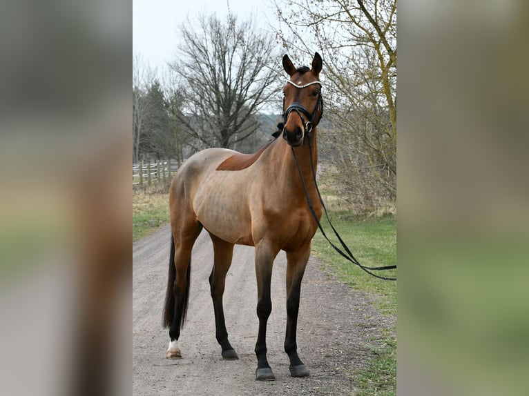 Sportivo Tedesco / Sportivo della Germania Castrone 5 Anni 162 cm Baio in Kamern