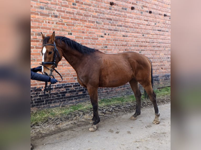 Sportivo Tedesco / Sportivo della Germania Castrone 5 Anni 162 cm Baio in Libbesdorf