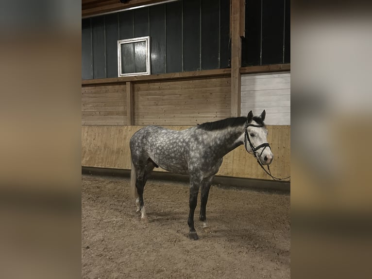 Sportivo Tedesco / Sportivo della Germania Castrone 5 Anni 162 cm Grigio pezzato in Rohrenfels