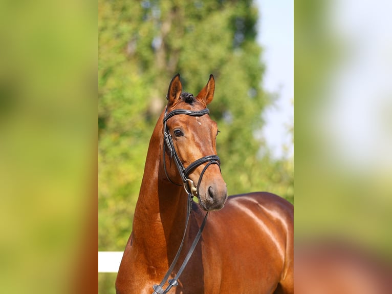 Sportivo Tedesco / Sportivo della Germania Castrone 5 Anni 163 cm Baio in Berga- Wünschendorf