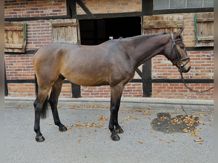 Sportivo Tedesco / Sportivo della Germania Castrone 5 Anni 163 cm Baio in Horstmar