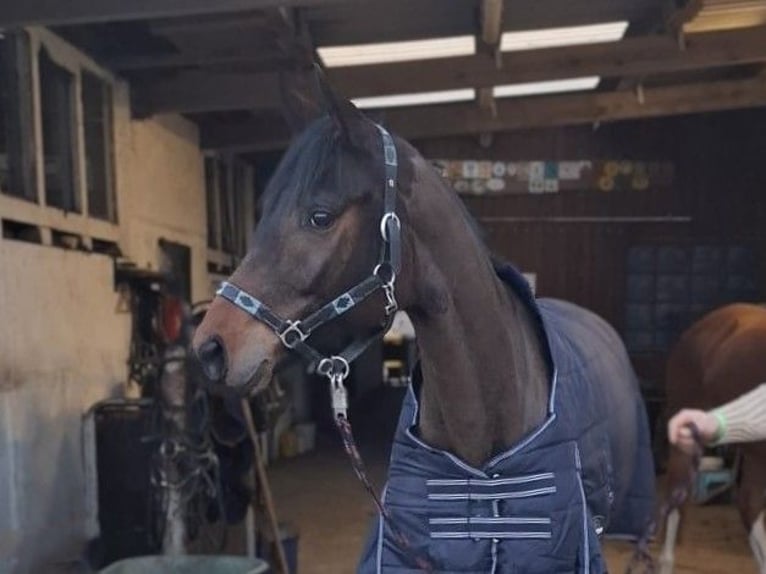 Sportivo Tedesco / Sportivo della Germania Castrone 5 Anni 163 cm Baio scuro in Lutherstadt Wittenberg