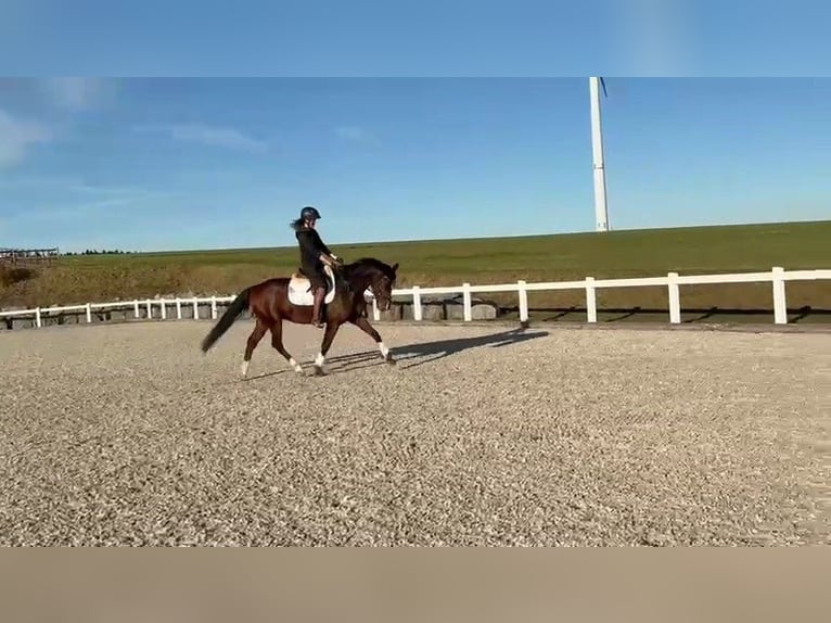 Sportivo Tedesco / Sportivo della Germania Castrone 5 Anni 164 cm Baio in Dauchingen