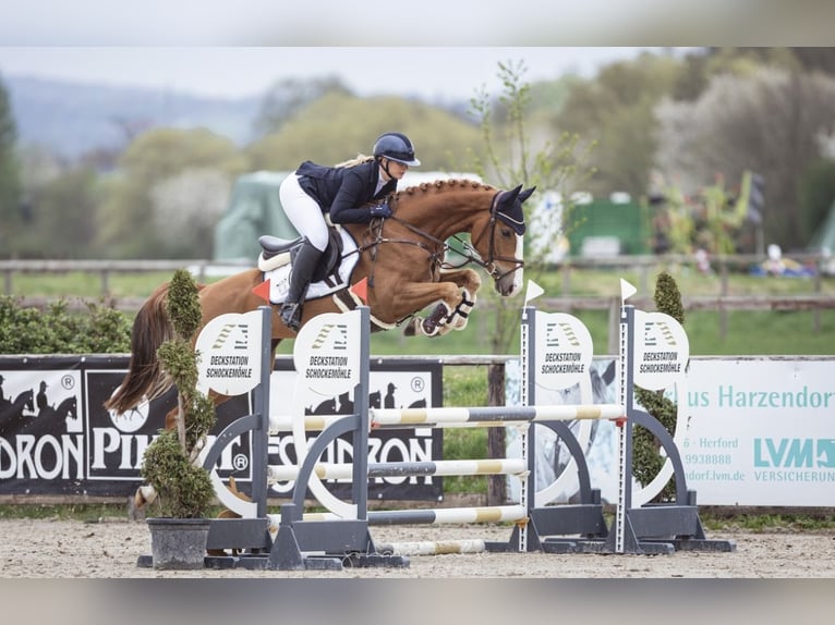 Sportivo Tedesco / Sportivo della Germania Castrone 5 Anni 164 cm Sauro in Bielefeld