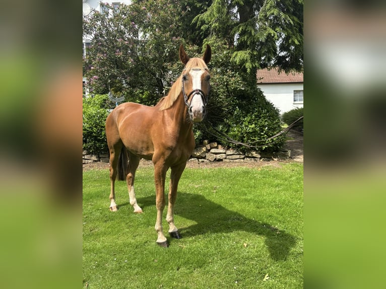 Sportivo Tedesco / Sportivo della Germania Castrone 5 Anni 164 cm Sauro in Bielefeld