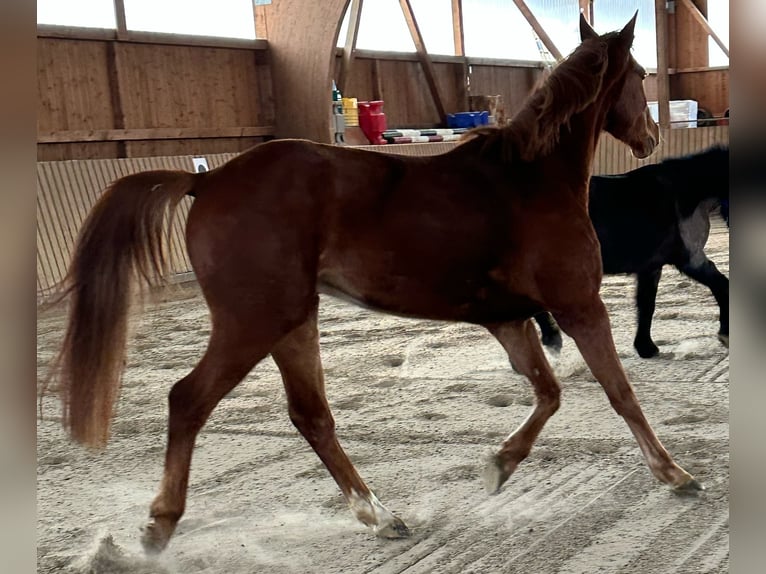 Sportivo Tedesco / Sportivo della Germania Castrone 5 Anni 164 cm Sauro in Rheinsberg