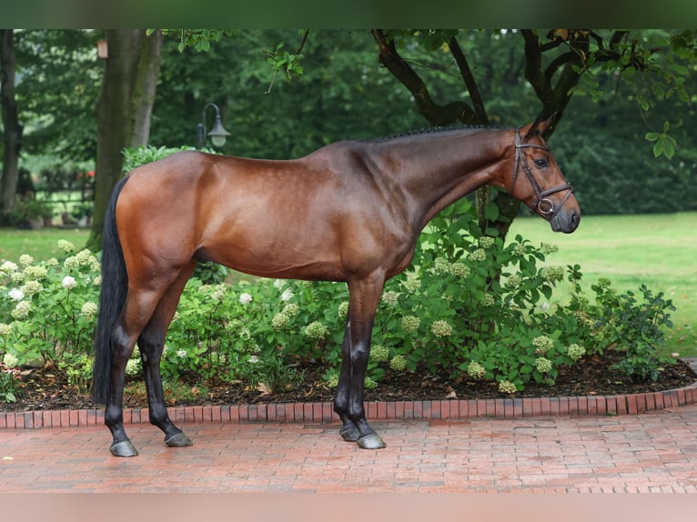 Sportivo Tedesco / Sportivo della Germania Castrone 5 Anni 165 cm Baio in Lastrup