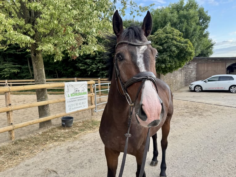 Sportivo Tedesco / Sportivo della Germania Castrone 5 Anni 165 cm Baio in Grevenbroich