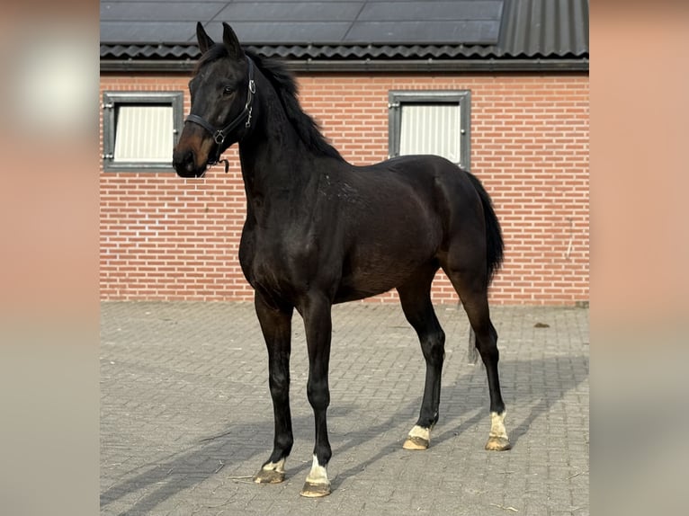 Sportivo Tedesco / Sportivo della Germania Castrone 5 Anni 165 cm Baio nero in Zieuwent