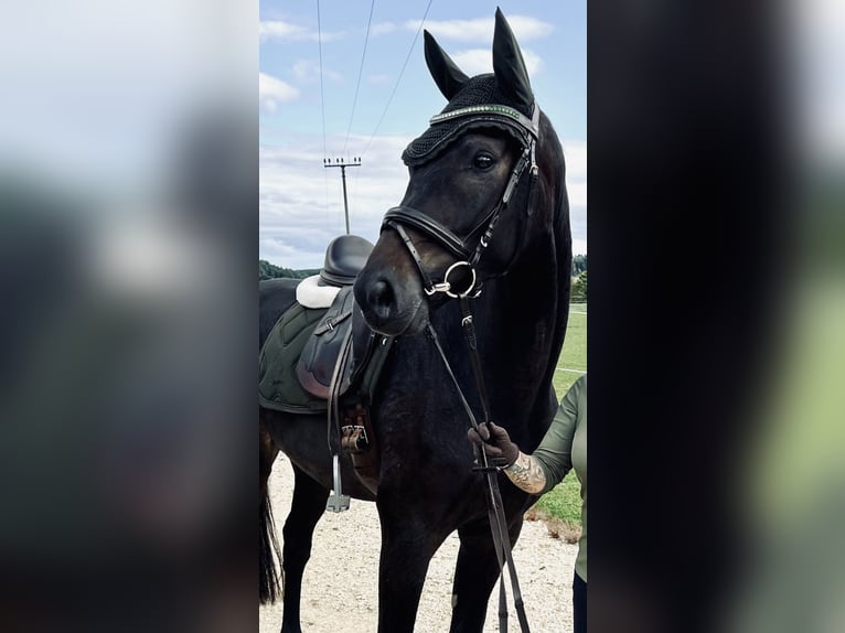 Sportivo Tedesco / Sportivo della Germania Castrone 5 Anni 165 cm Baio scuro in Hegnenbach