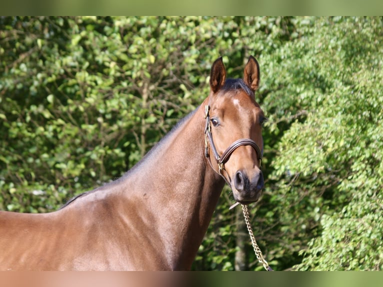 Sportivo Tedesco / Sportivo della Germania Castrone 5 Anni 165 cm in Erharting