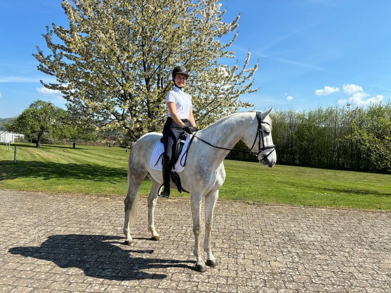 Sportivo Tedesco / Sportivo della Germania Castrone 5 Anni 165 cm Grigio in Überlingen