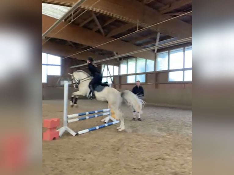 Sportivo Tedesco / Sportivo della Germania Castrone 5 Anni 165 cm Grigio in Überlingen