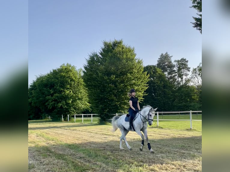 Sportivo Tedesco / Sportivo della Germania Castrone 5 Anni 165 cm Grigio in Überlingen
