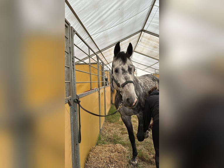 Sportivo Tedesco / Sportivo della Germania Castrone 5 Anni 165 cm Grigio pezzato in Teupitz / N&#xE4;he