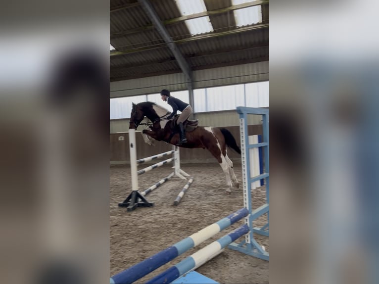 Sportivo Tedesco / Sportivo della Germania Castrone 5 Anni 165 cm Pezzato in Aulosen