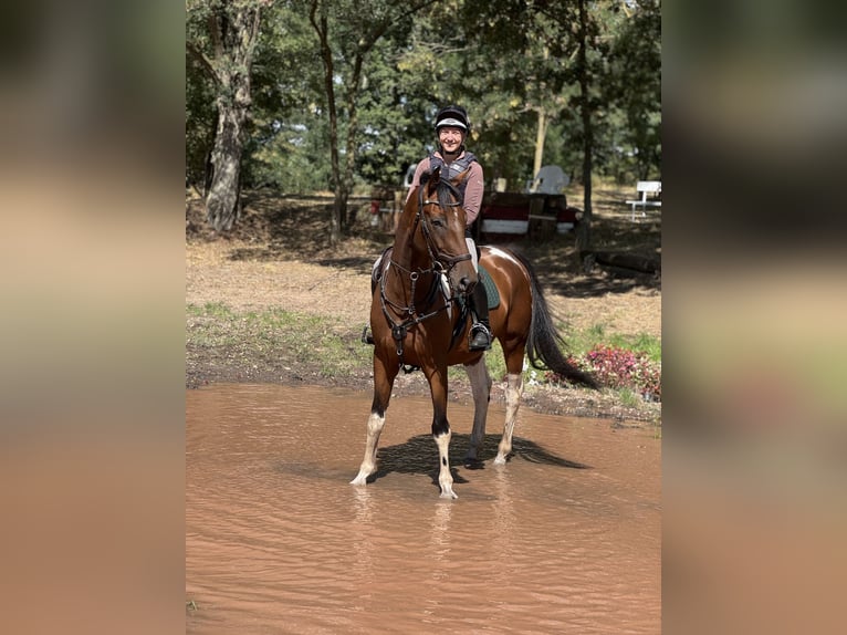 Sportivo Tedesco / Sportivo della Germania Castrone 5 Anni 165 cm Pezzato in Aulosen