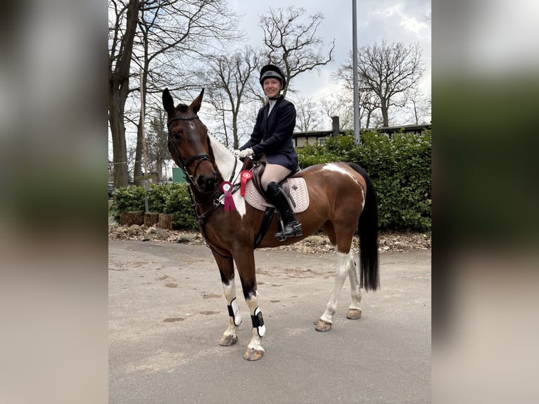 Sportivo Tedesco / Sportivo della Germania Castrone 5 Anni 165 cm Pezzato in Aulosen