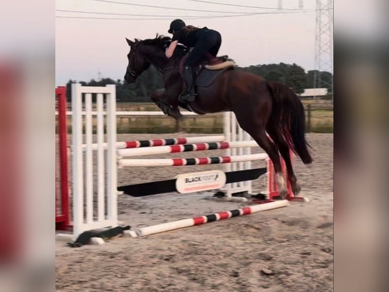 Sportivo Tedesco / Sportivo della Germania Castrone 5 Anni 165 cm Sauro in Borstel