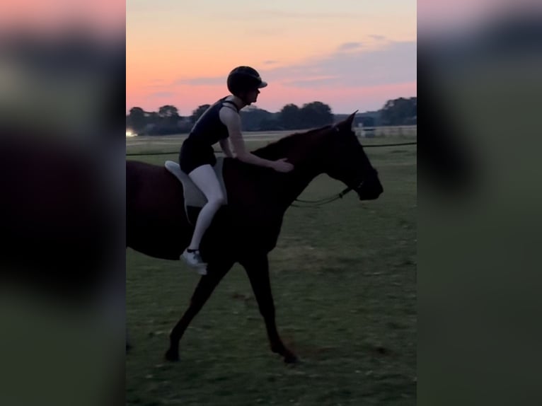 Sportivo Tedesco / Sportivo della Germania Castrone 5 Anni 165 cm Sauro in Borstel