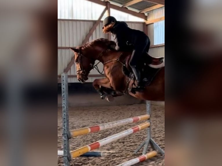 Sportivo Tedesco / Sportivo della Germania Castrone 5 Anni 165 cm Sauro in Borstel