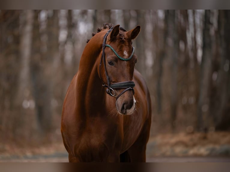 Sportivo Tedesco / Sportivo della Germania Castrone 5 Anni 165 cm Sauro scuro in Wehringen