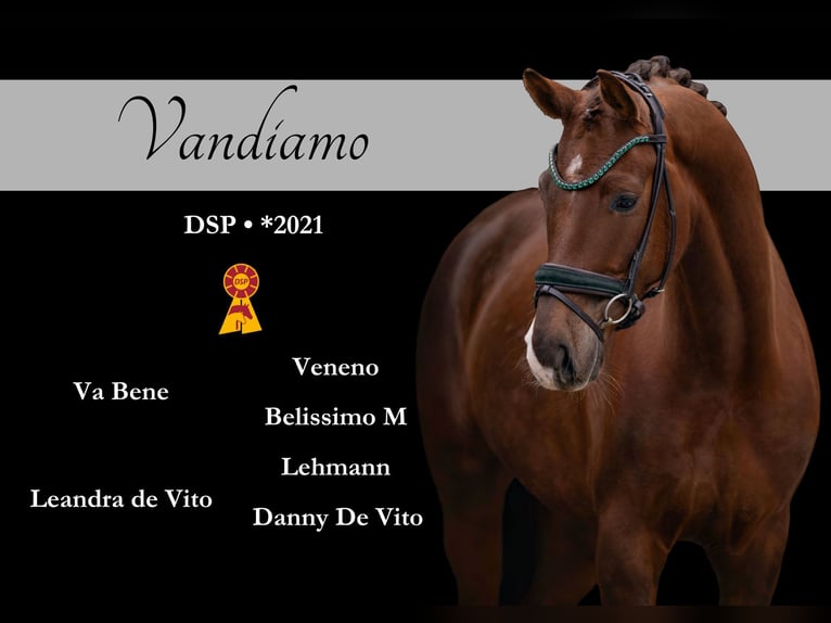 Sportivo Tedesco / Sportivo della Germania Castrone 5 Anni 165 cm Sauro scuro in Wehringen